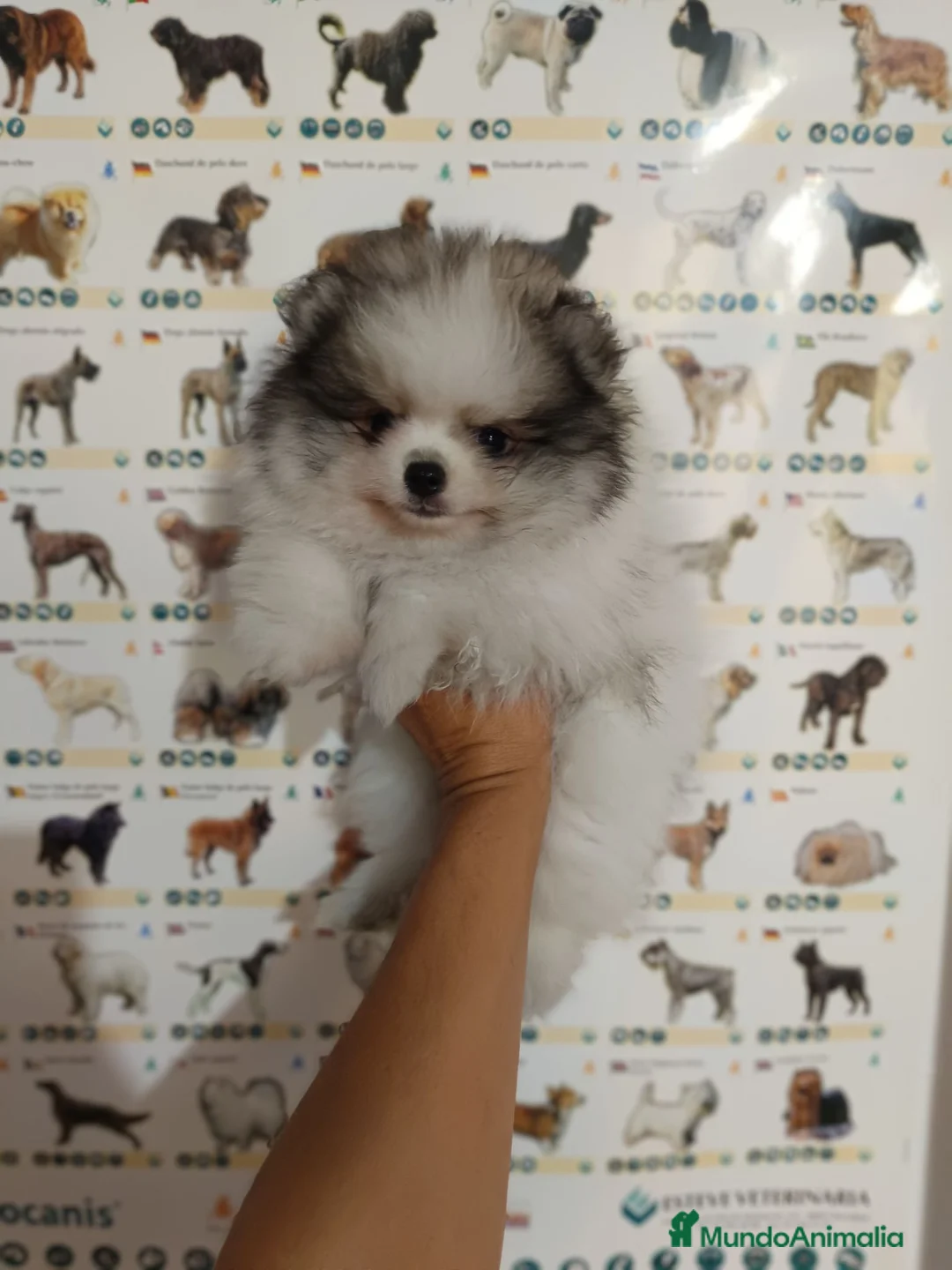 Pomerania perros en venta: Pomerania de Lulú - Anuncio 1