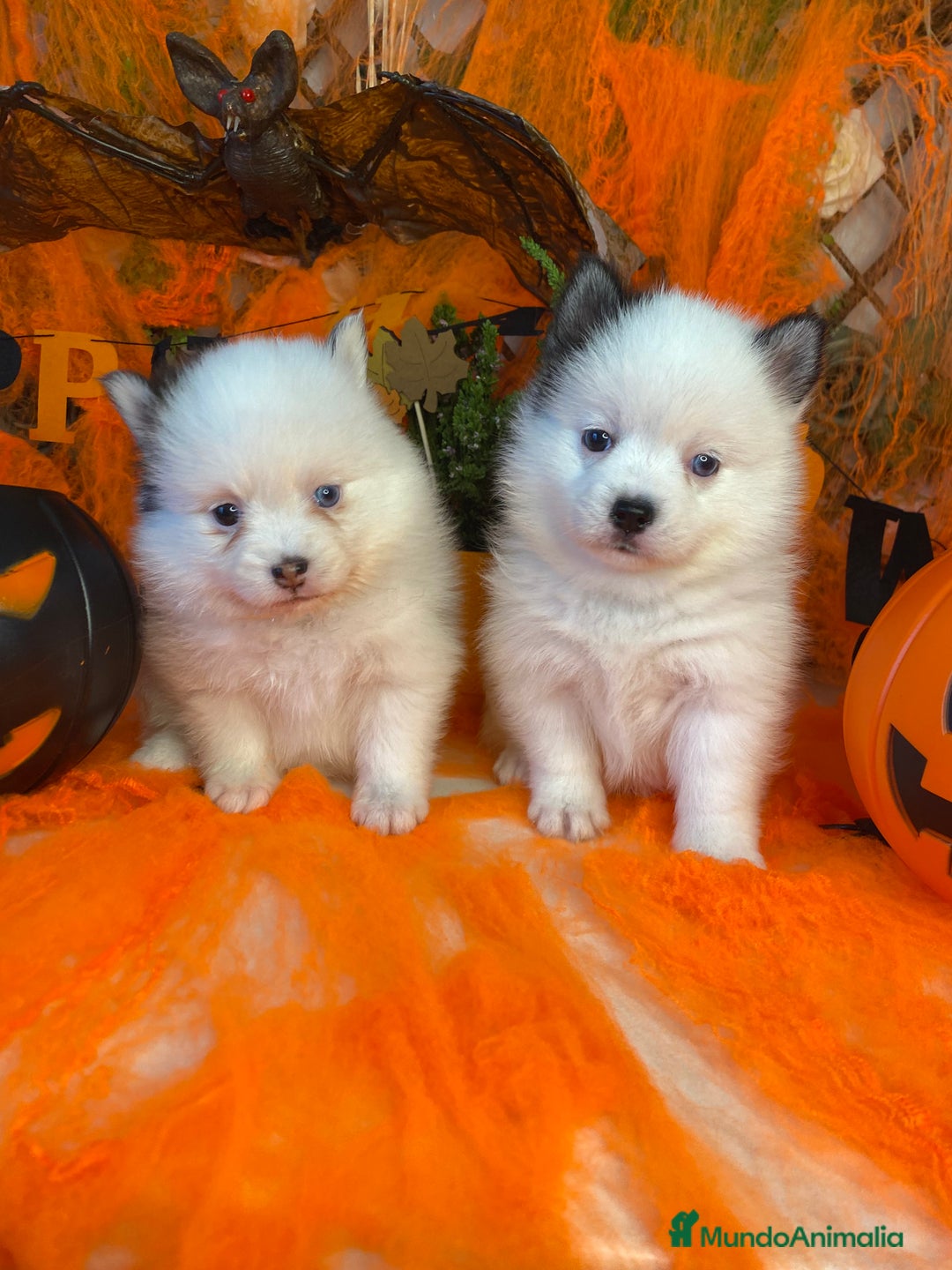 Pomsky perros en venta: Pomsky. Husky miniatura - Imagen 2