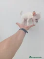 Chihuahua Cachorro 7