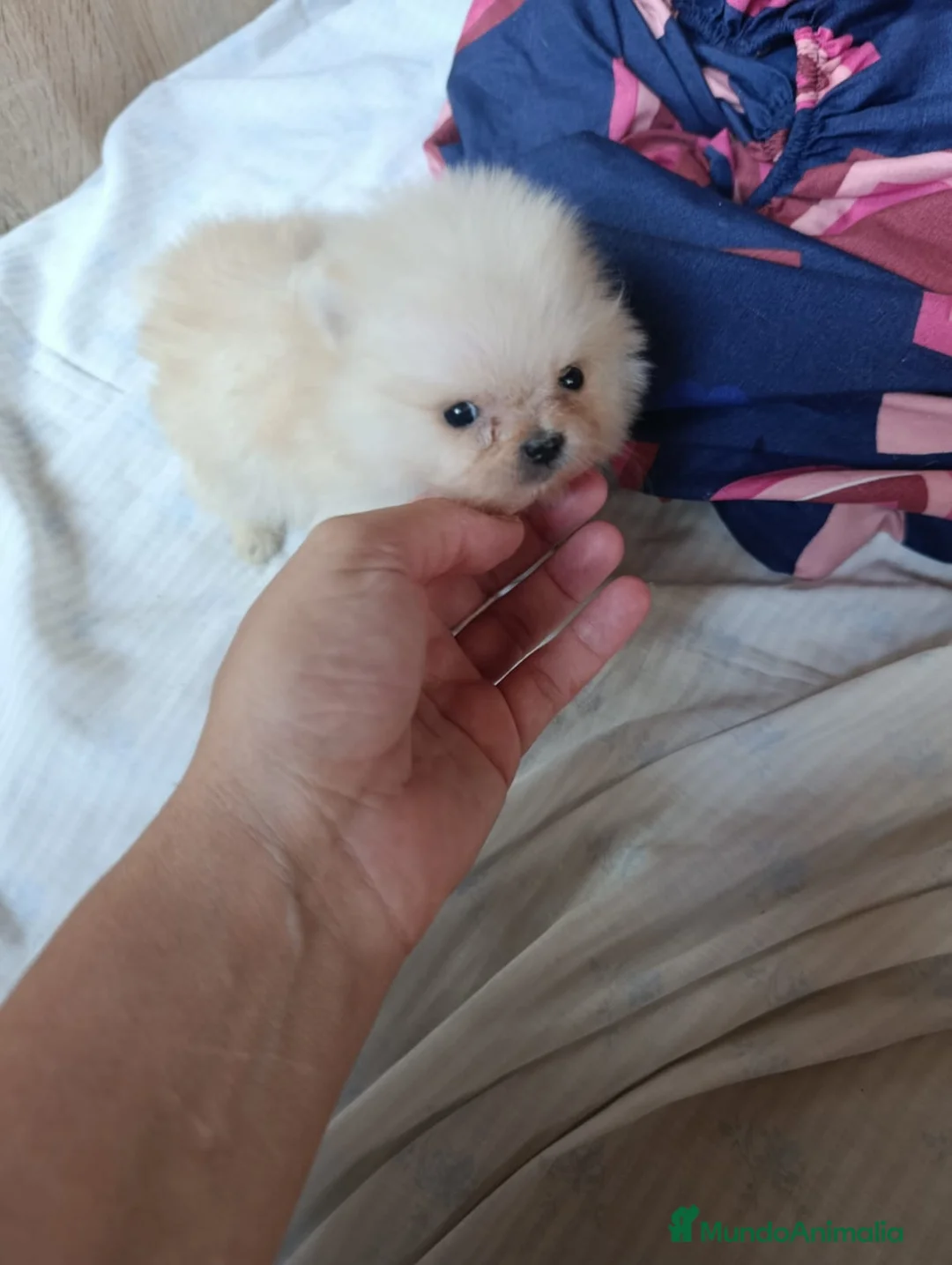 Pomerania perros en venta: Precioso pomerania toy osito - Anuncio 6