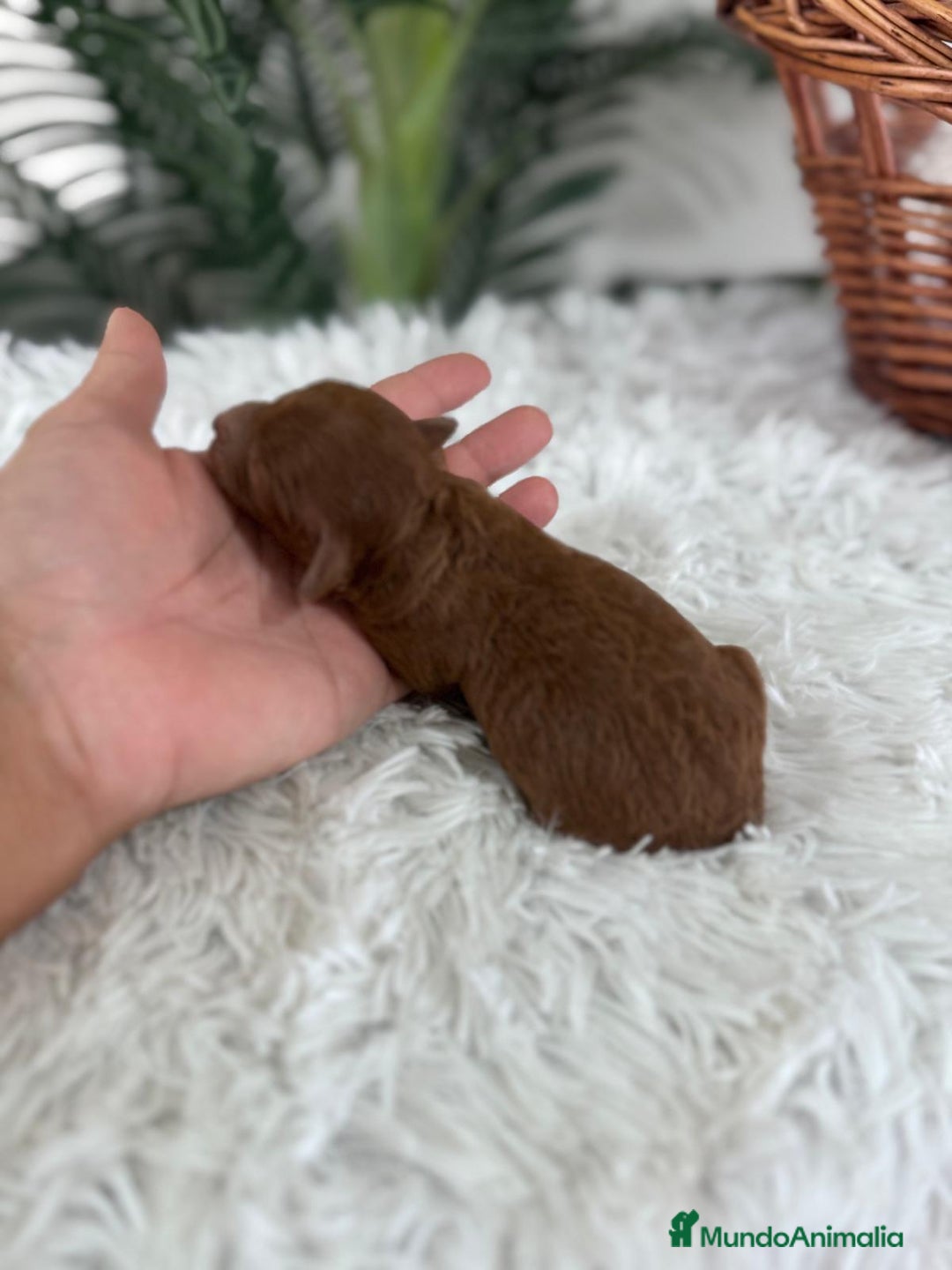 Caniche Toy perros en venta: CANICHE TOY ROJO PIMENTON MACHO - Imagen 4