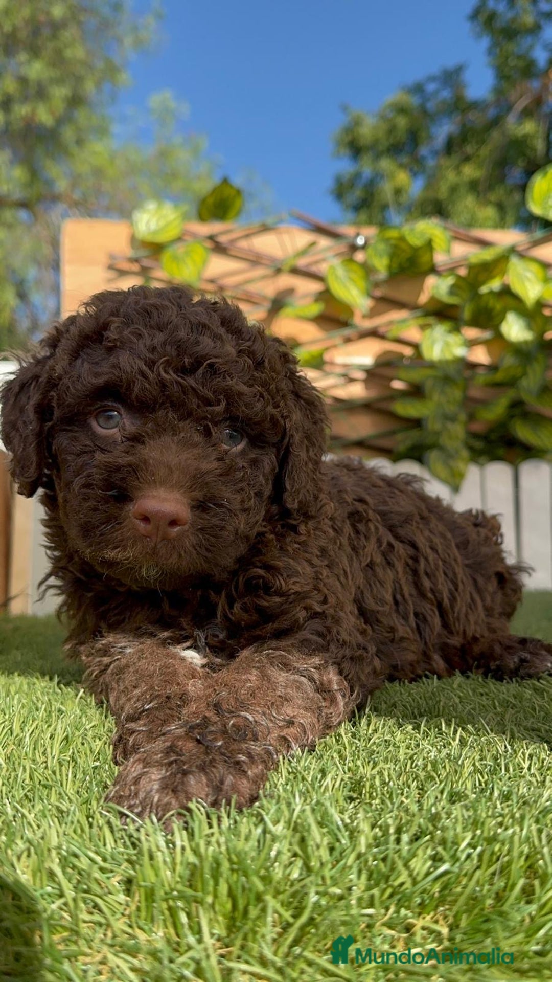 Perro de Agua Español perros en venta: PERRO DE AGUA HEMBRA - Imagen 5