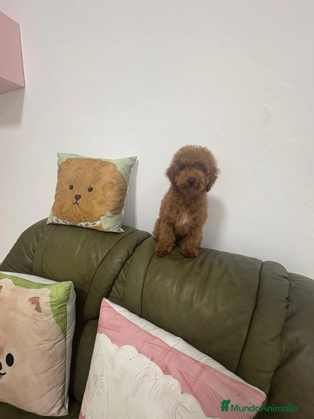 Caniche Enano perros en venta: CANICHE - Anuncio 1