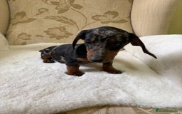 Teckel Miniatura perros en venta: cachorro de teckel miniatura arlequín Merle plata  - Imagen 2