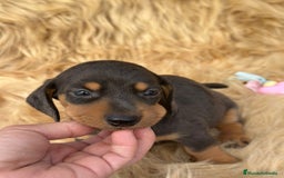 Teckel Miniatura perros en venta: TECKEL MINIATURA DISPONIBLES - Imagen 5