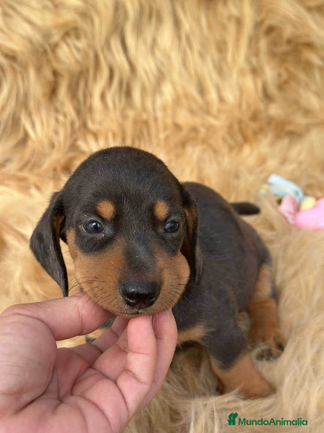 Teckel Miniatura perros en venta: TECKEL MINIATURA DISPONIBLES - Imagen 5