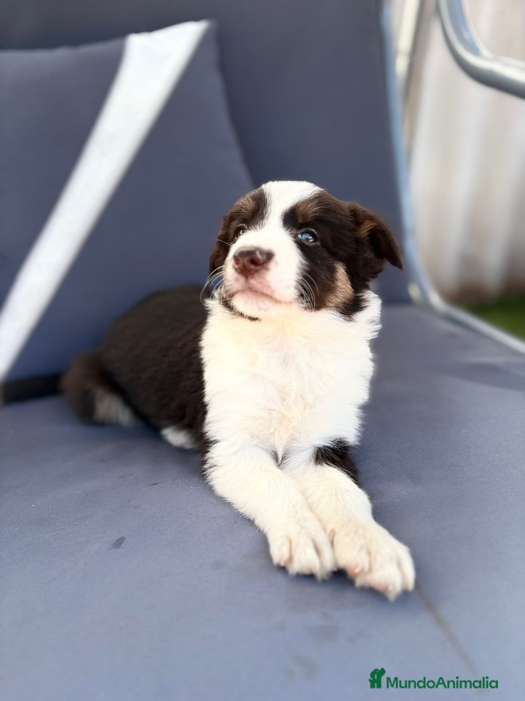 Border Collie perros en venta: Border collie chocolate  - Imagen 21
