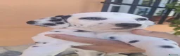 Dálmata perros en venta: Dálmatas disponibles🐶🐾 - Anuncio 5