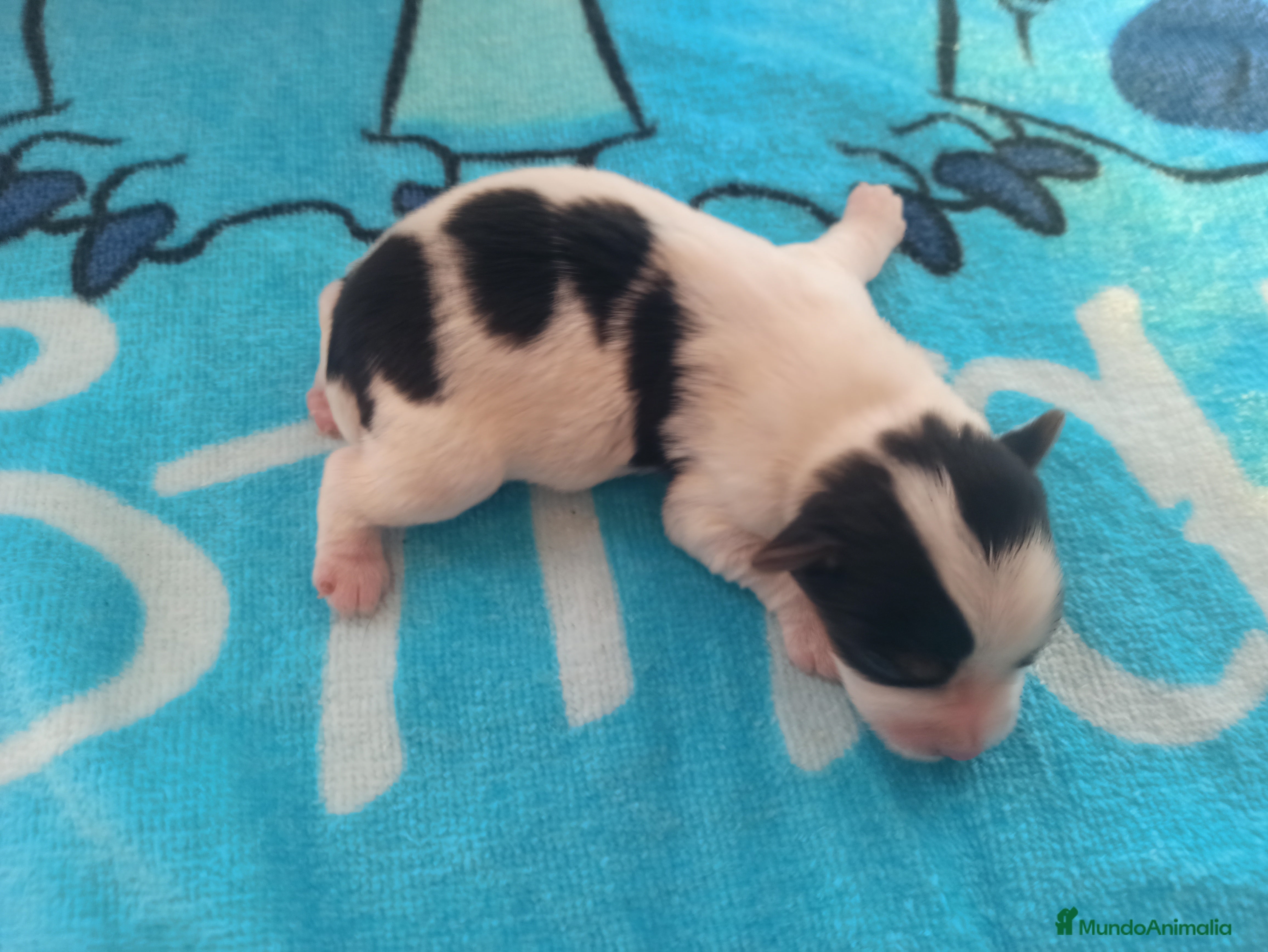 Yorkshire Terrier perros MACHOS, YORKSHIRE BIEBER  - Anuncio 1