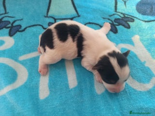 Yorkshire Terrier perros MACHOS, YORKSHIRE BIEBER - Anuncio 1