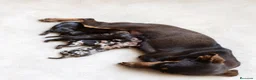 Pinscher Miniatura perros en venta: PINSCHER MINIATURA CHOCOLATE - Anuncio 2