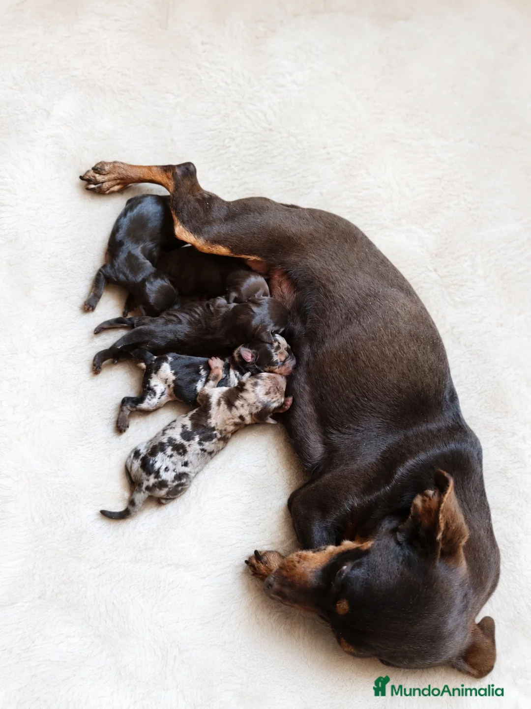 Pinscher Miniatura perros en venta: PINSCHER MINIATURA CHOCOLATE - Anuncio 2