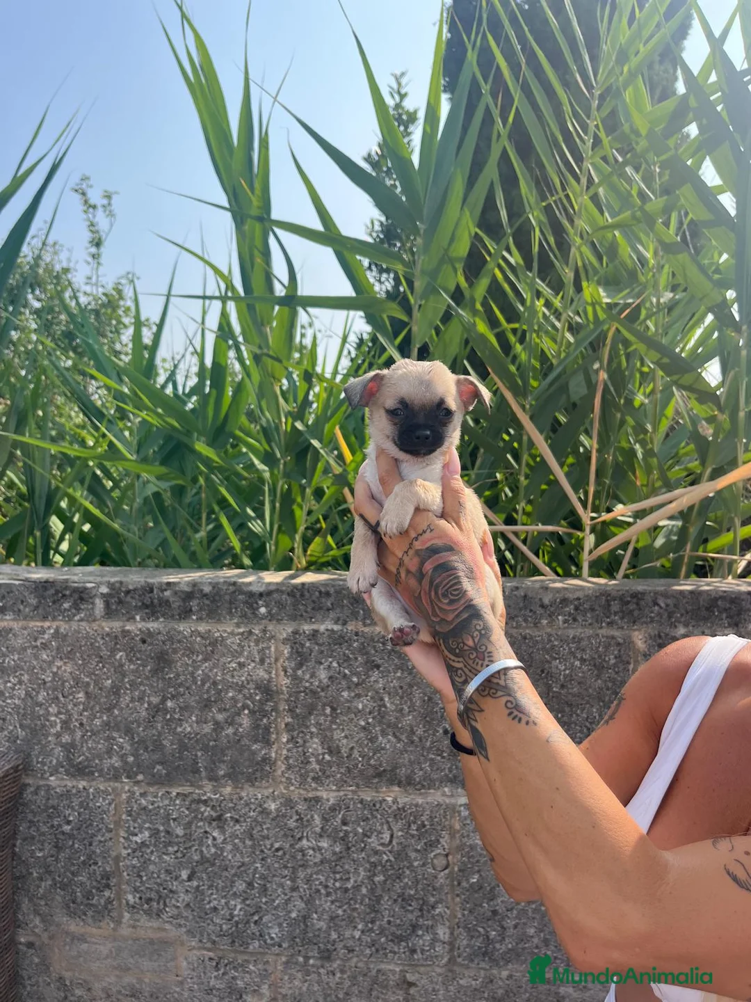 Chihuahua perros en venta: Chihuahua toy - Anuncio 5