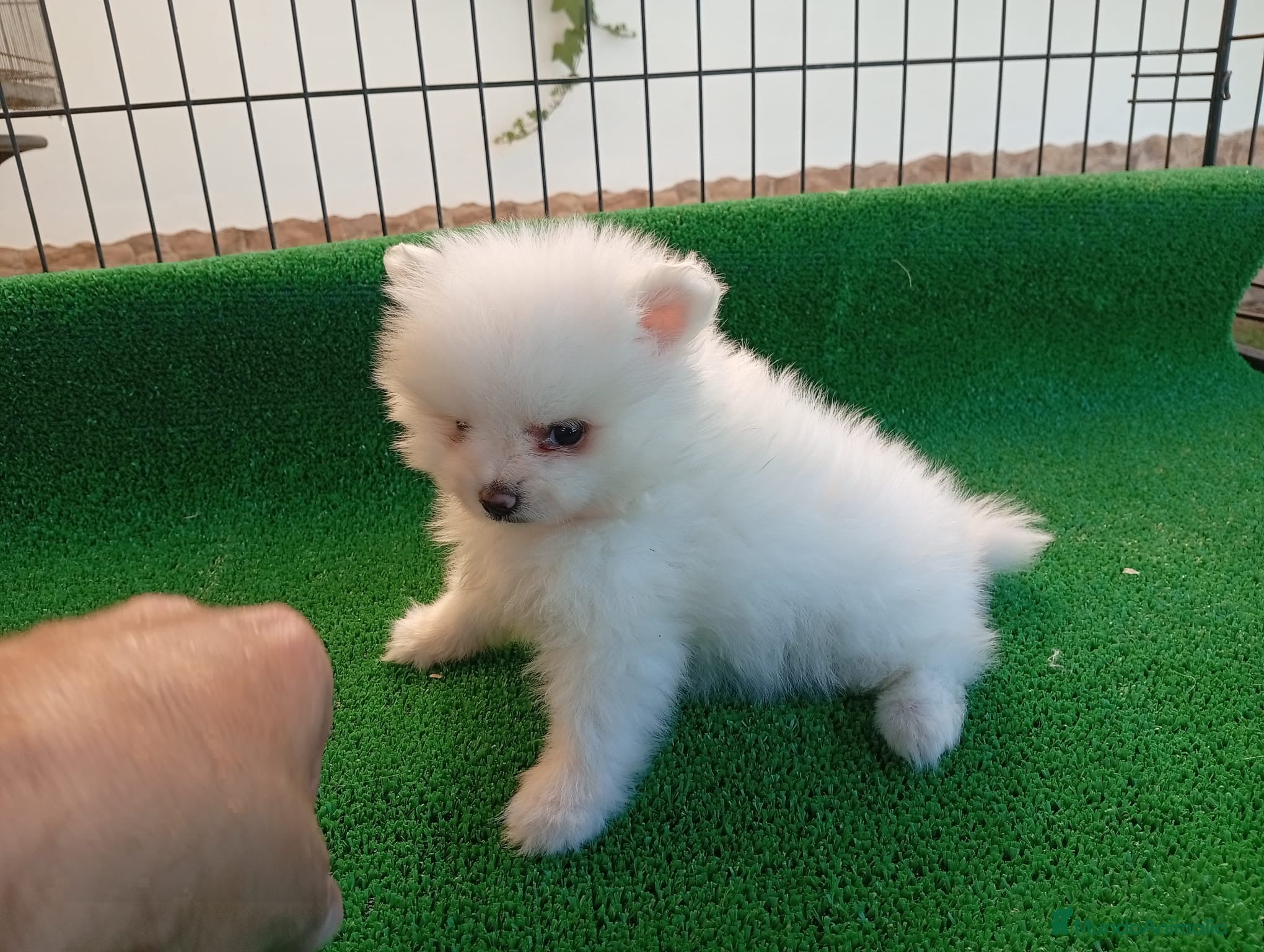 Pomerania perros Pomerania PRECIO REAL - Anuncio 3