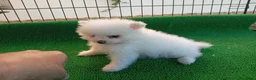 Pomerania perros en venta: Pomerania PRECIO REAL - Anuncio 1