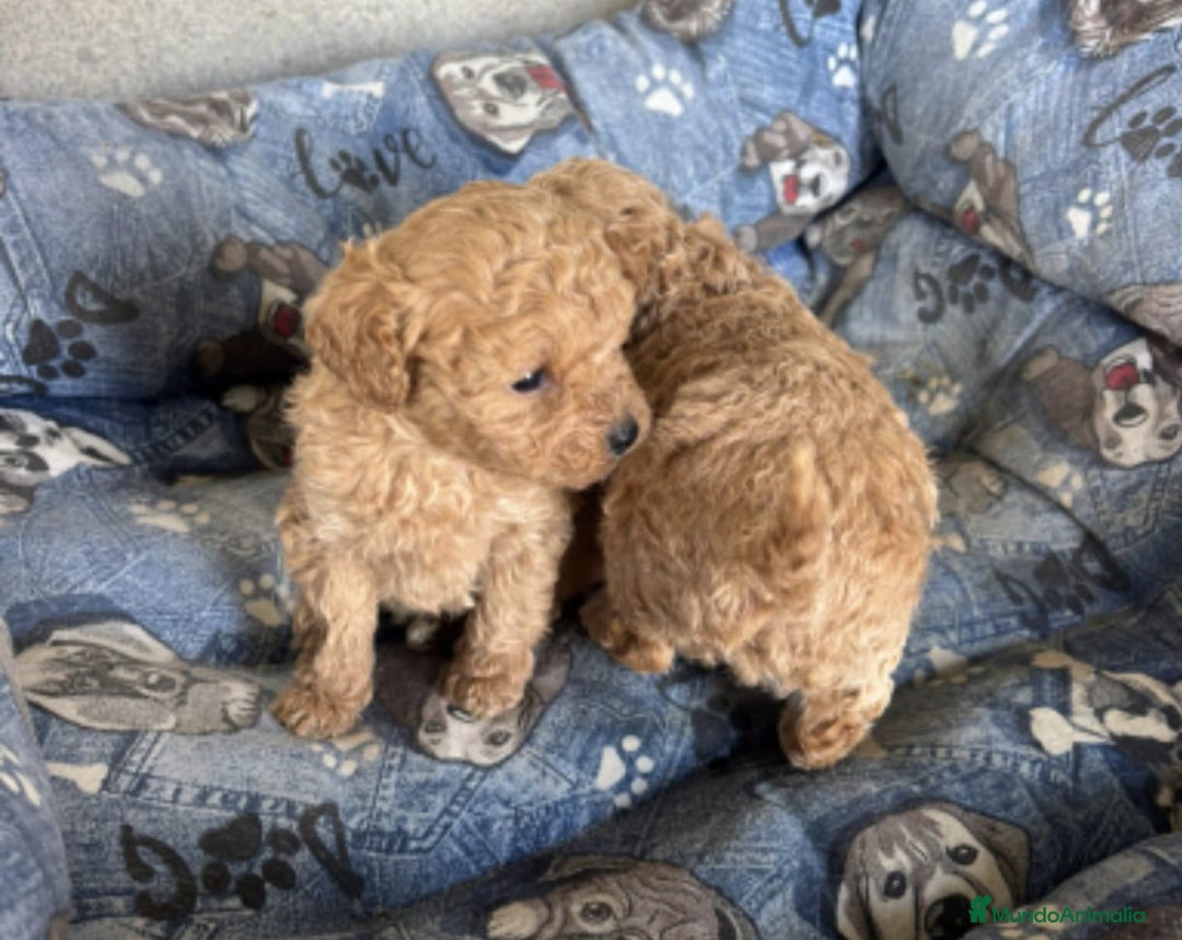 Caniche Toy perros en venta: Caniches toy  - Anuncio 2