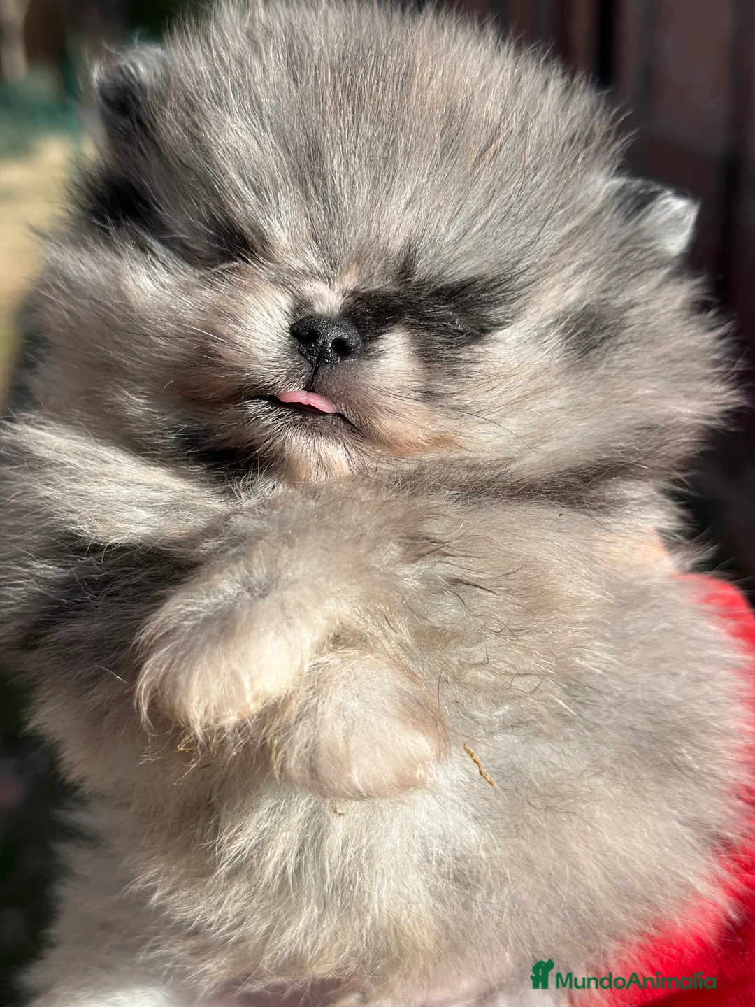 Pomerania perros en venta: IMPRESIONANTE POMERANIAN TOY MERLE - Anuncio 2