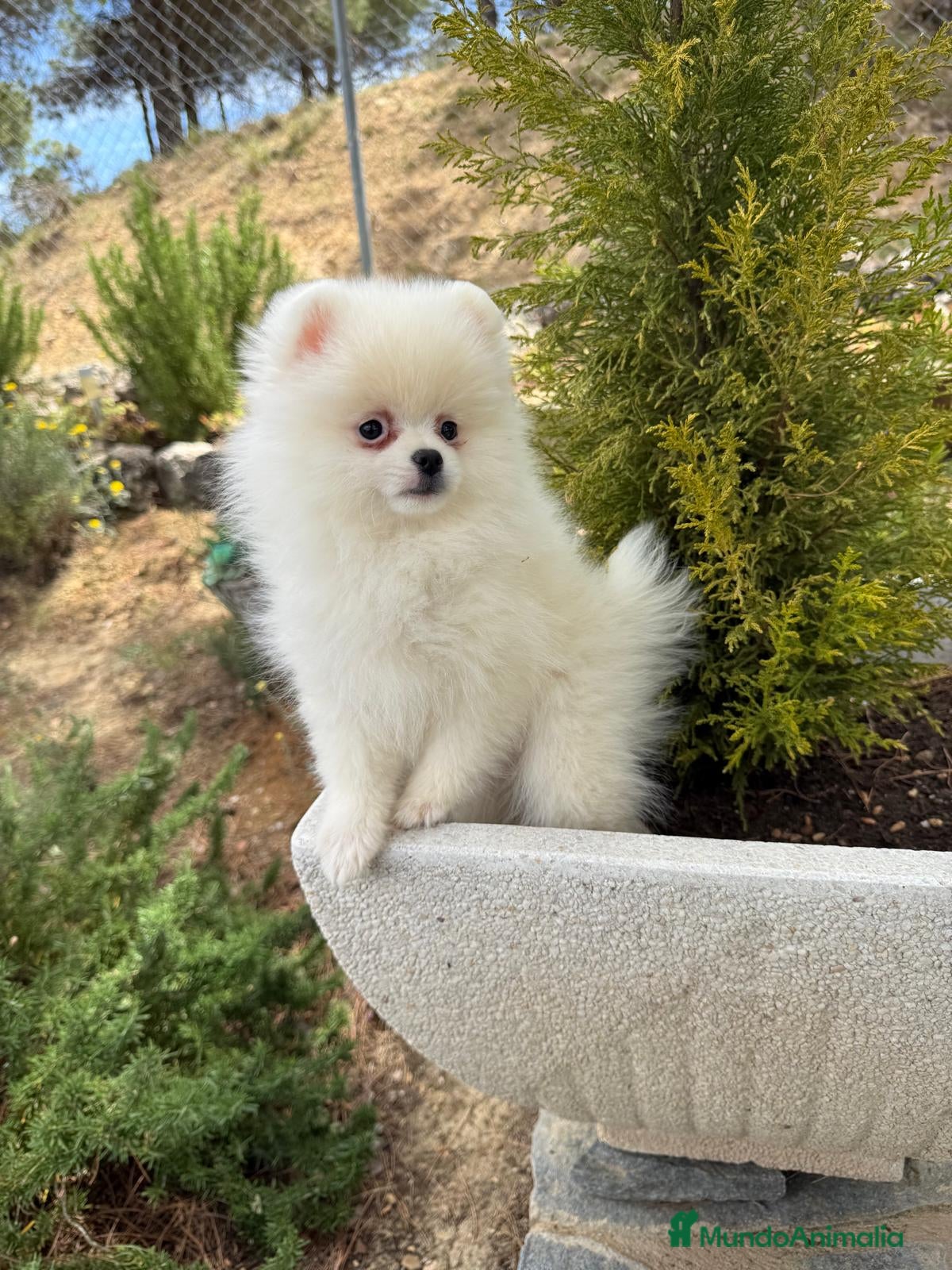 Pomerania perros Pomerania Hembra toy lista para entregar  - Anuncio 4