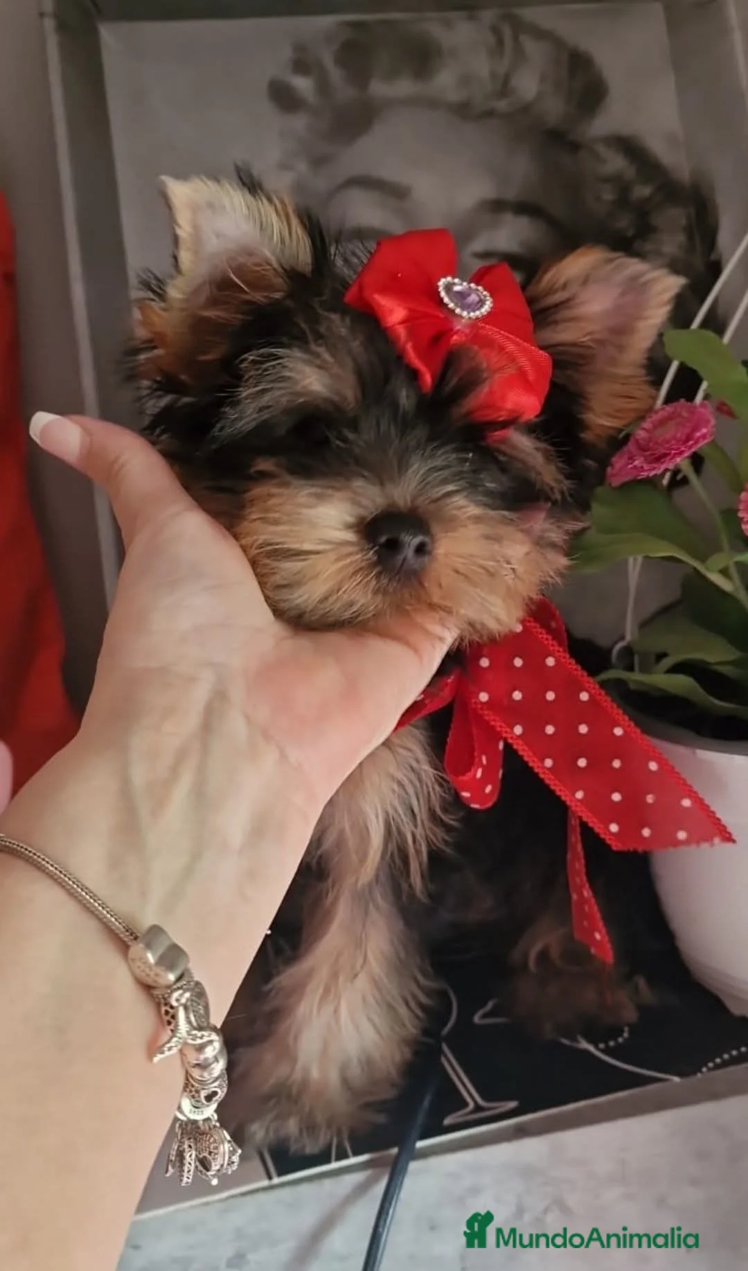 Yorkshire Terrier perros en venta: Yorkshire terrier - Anuncio 7