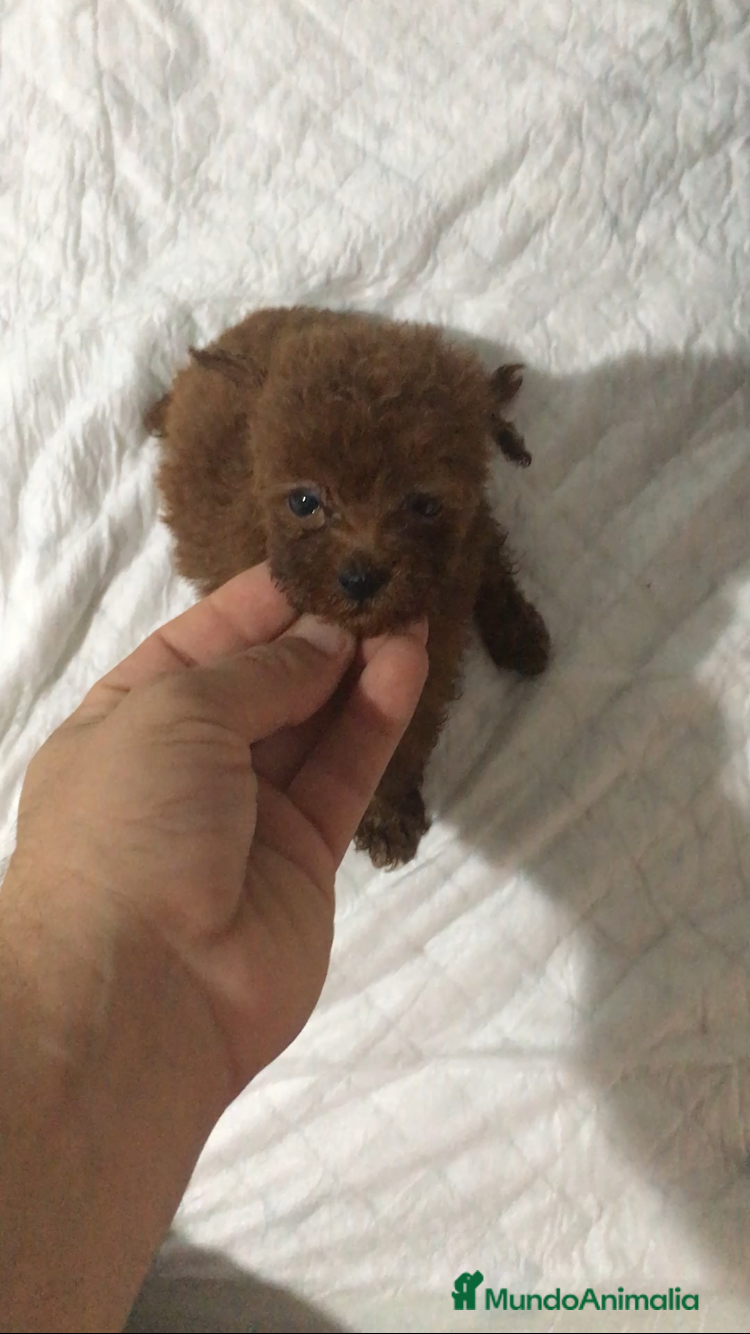 Caniche Toy perros CANICHES TOYS Y ENANOS en Murcia - Anuncio 13