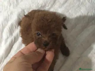 Caniche Toy perros CANICHES TOYS Y ENANOS en Murcia - Anuncio 18