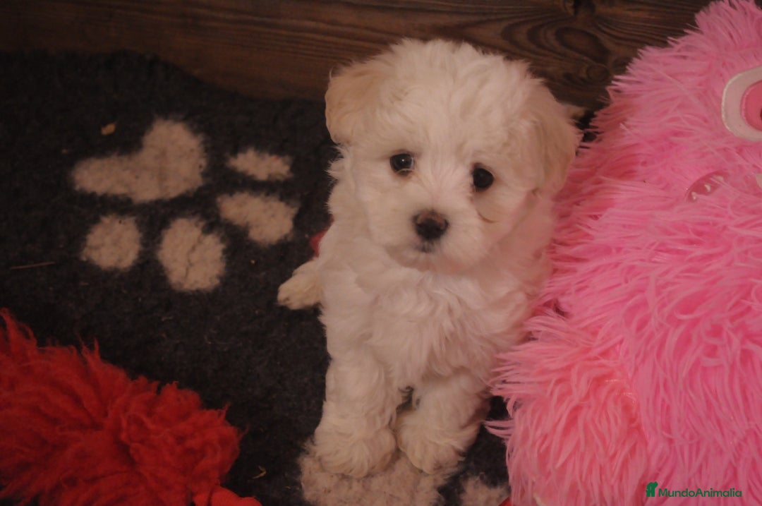 Bichón Maltés perros en venta: Preciosos cachorros maltés  - Anuncio 1