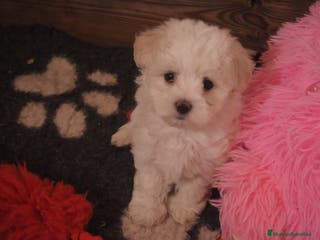 Bichón Maltés perros Preciosos cachorros maltés - Anuncio 2
