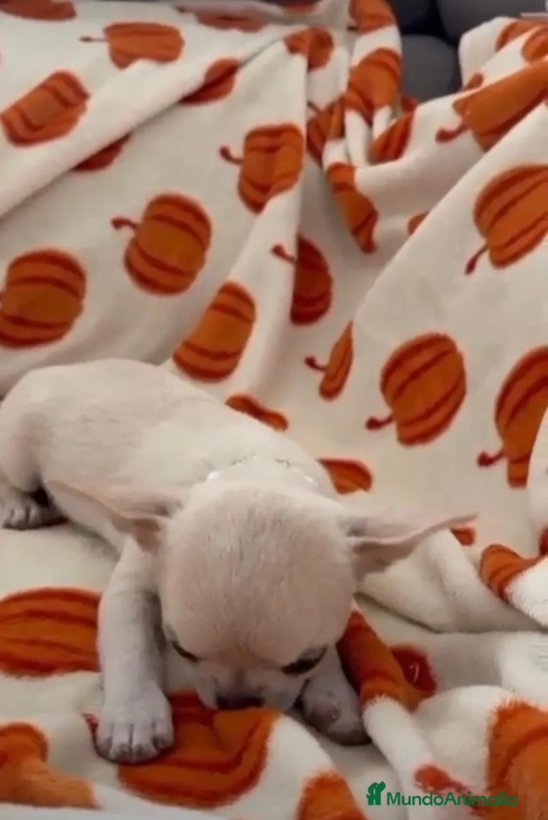 Chihuahua perros en venta: CHIHUAHUA TOYS LÍNEA RUSA - Anuncio 4