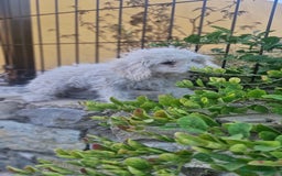 Caniche Toy perros en venta: Caniche toy - Imagen 2