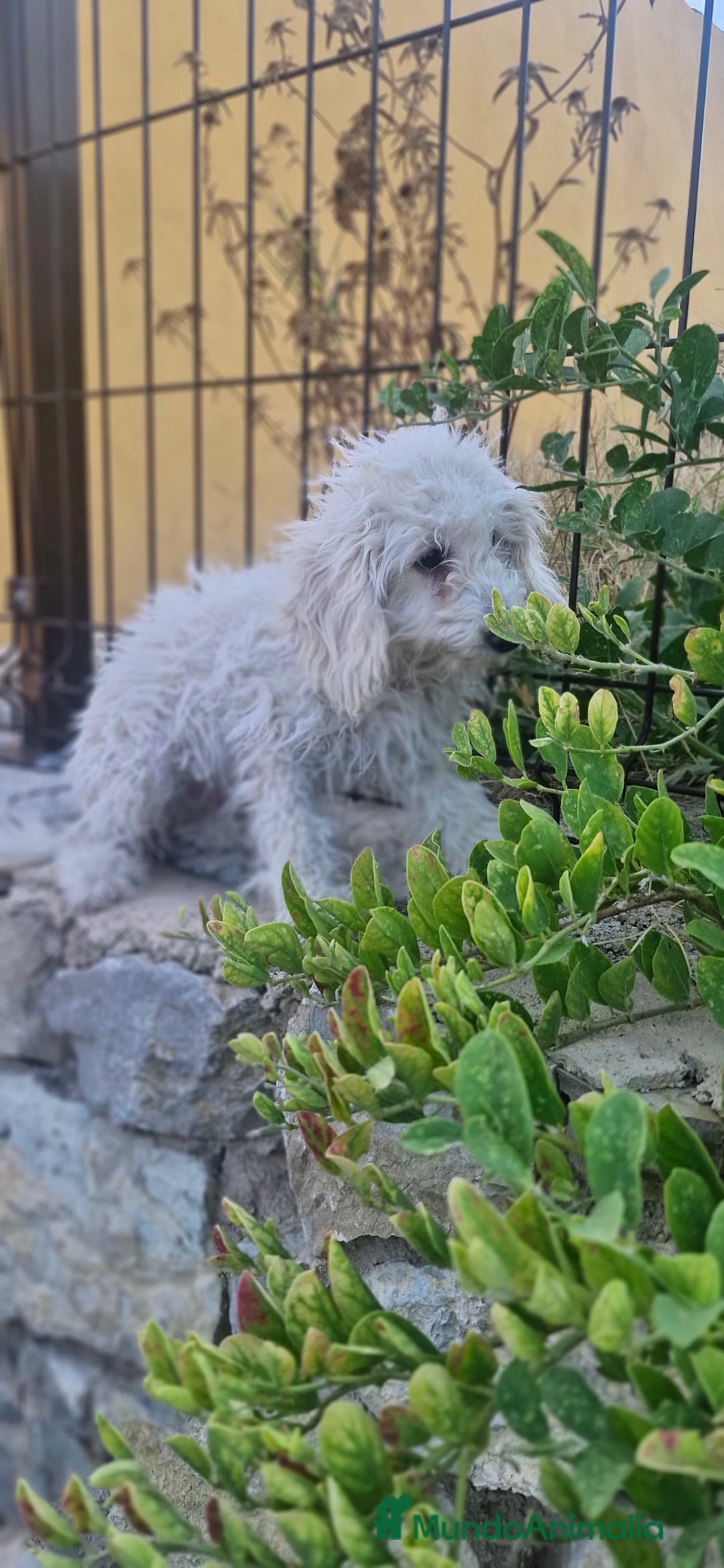 Caniche Toy perros en venta: Caniche toy - Imagen 2