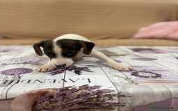 Jack Russell Terrier perros en venta: Jack Russell  - Imagen 15