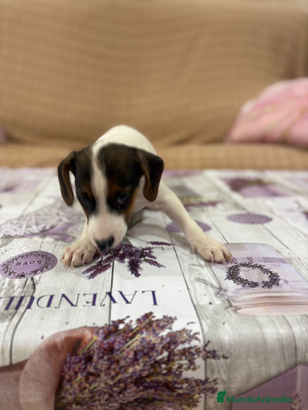 Jack Russell Terrier perros en venta: Jack Russell  - Imagen 15