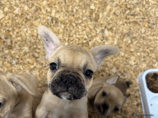 Bulldog Francés perros en Madrid - Anuncio 1