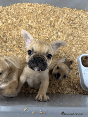 Bulldog Francés perros en Madrid - Anuncio 1