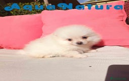 Pomerania perros en venta:  Pomerania Macho de Grana y Pompom AQUANATURA - Imagen 4