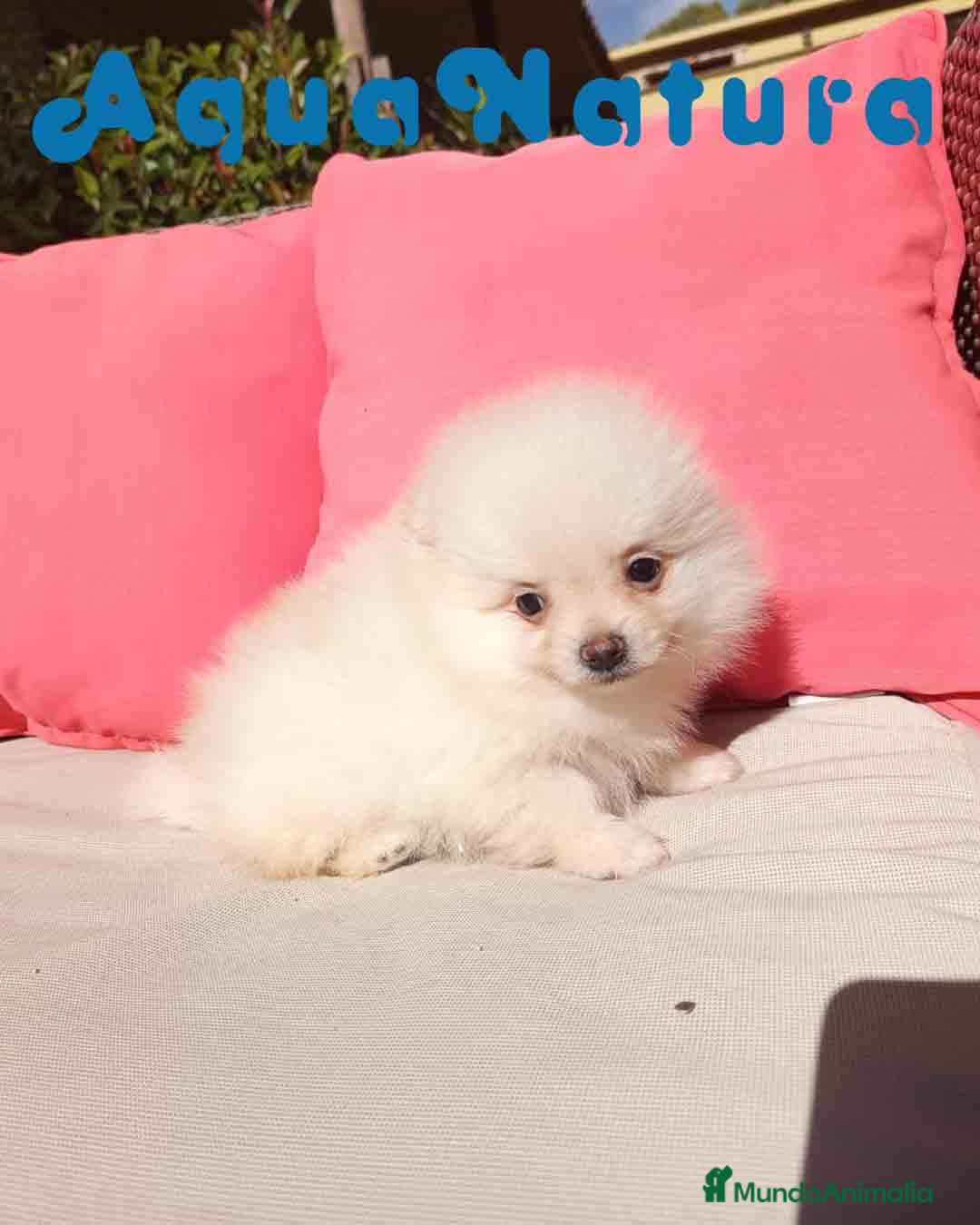 Pomerania perros en venta:  Pomerania Macho de Grana y Pompom AQUANATURA - Imagen 4