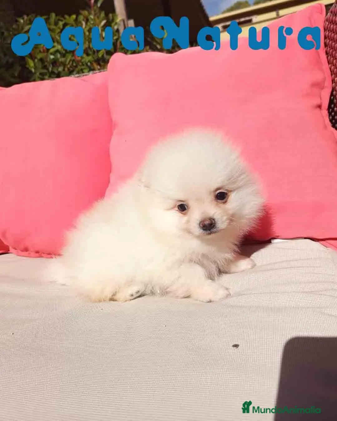 Pomerania perros en venta:  Pomerania Macho de Grana y Pompom AQUANATURA - Anuncio 4
