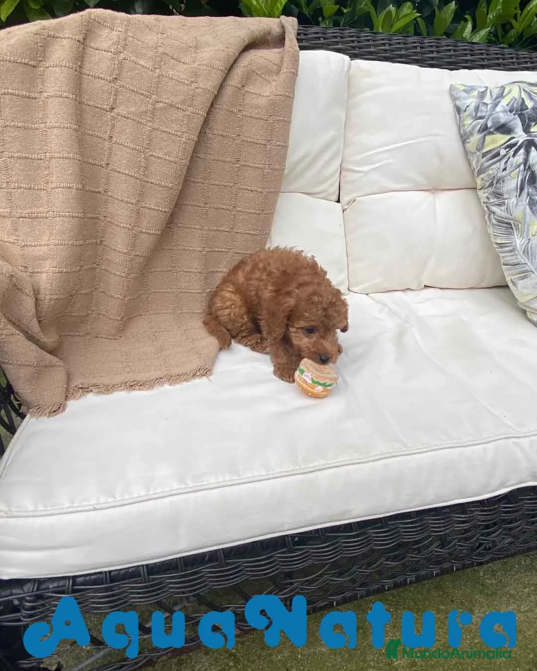 Caniche Toy perros en venta: Caniche Macho 7351 de Bella AQUANATURA en Barcelona - Anuncio 5