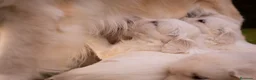 Golden Retriever perros en venta: Camada Golden Retriever  - Anuncio 7