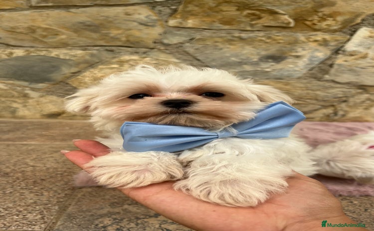 Bichón Maltés perros - Propaganda 1