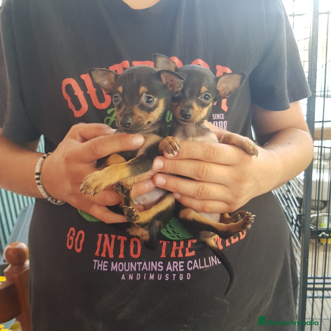 Ratón de Praga perros en venta: Raton de Praga  - Anuncio 4