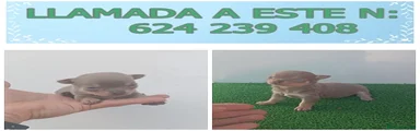 Chihuahua Cachorro 4