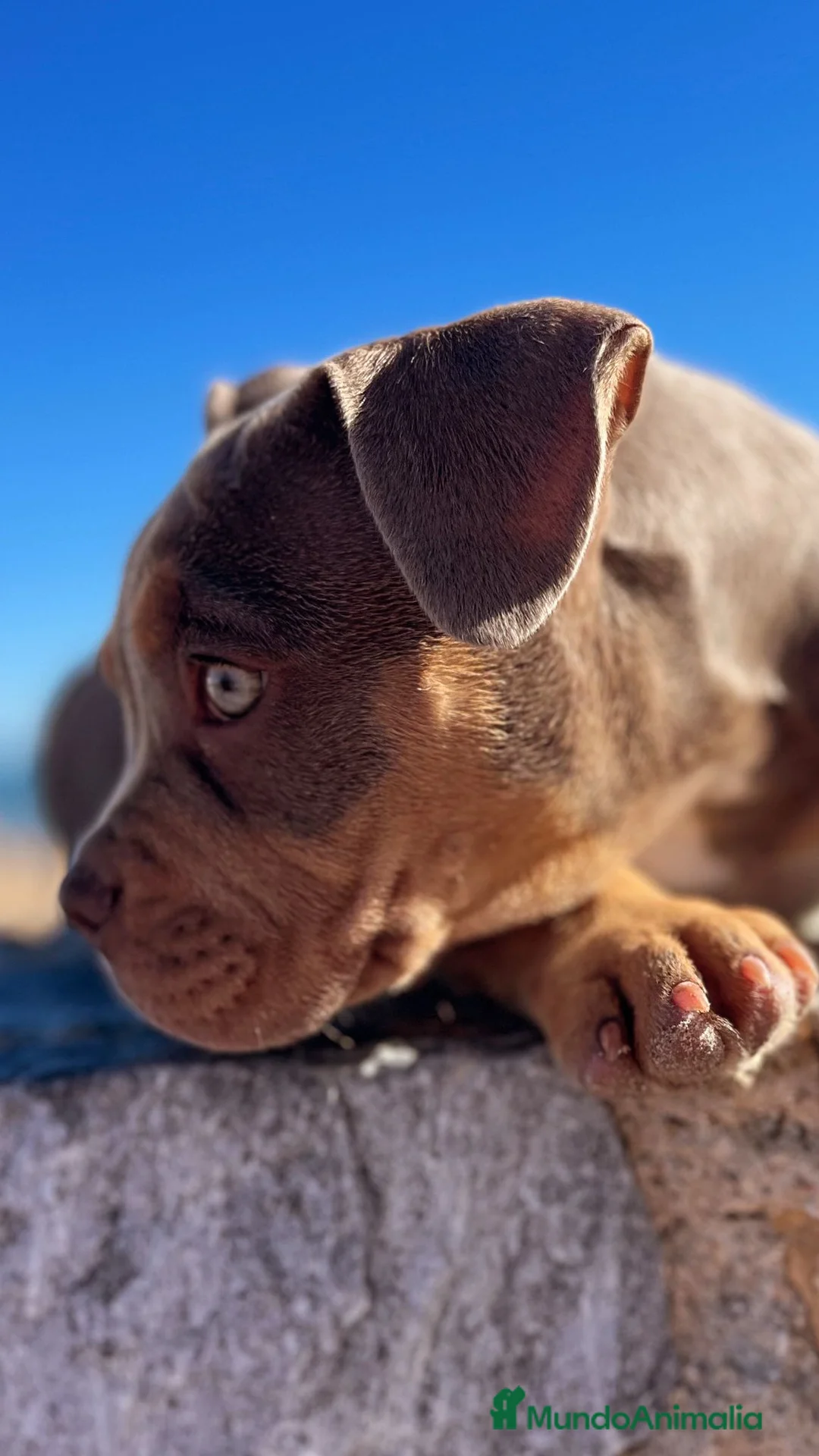 American Bully perros en venta: Excelentes.american bully pocket  - Anuncio 1