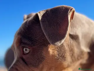 American Bully perros Excelentes.american bully pocket - Anuncio 5