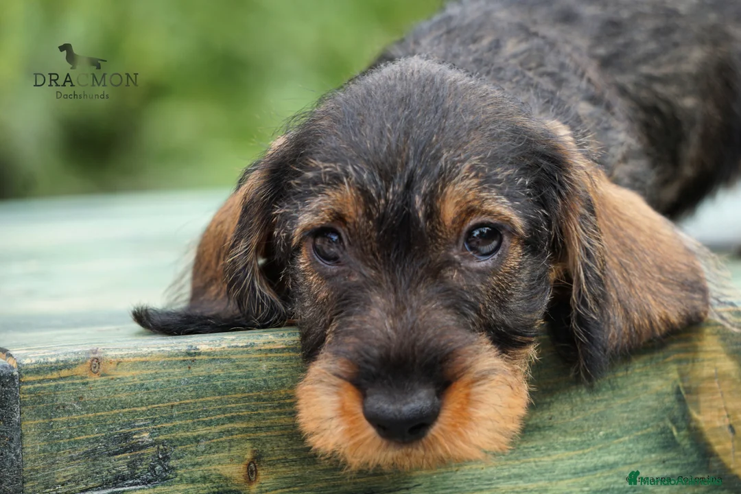 Imagen de galería {{count}}