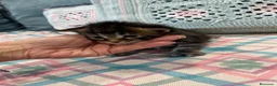 Maine Coon gatos en venta: Rey- Diez cattery  - Anuncio 3