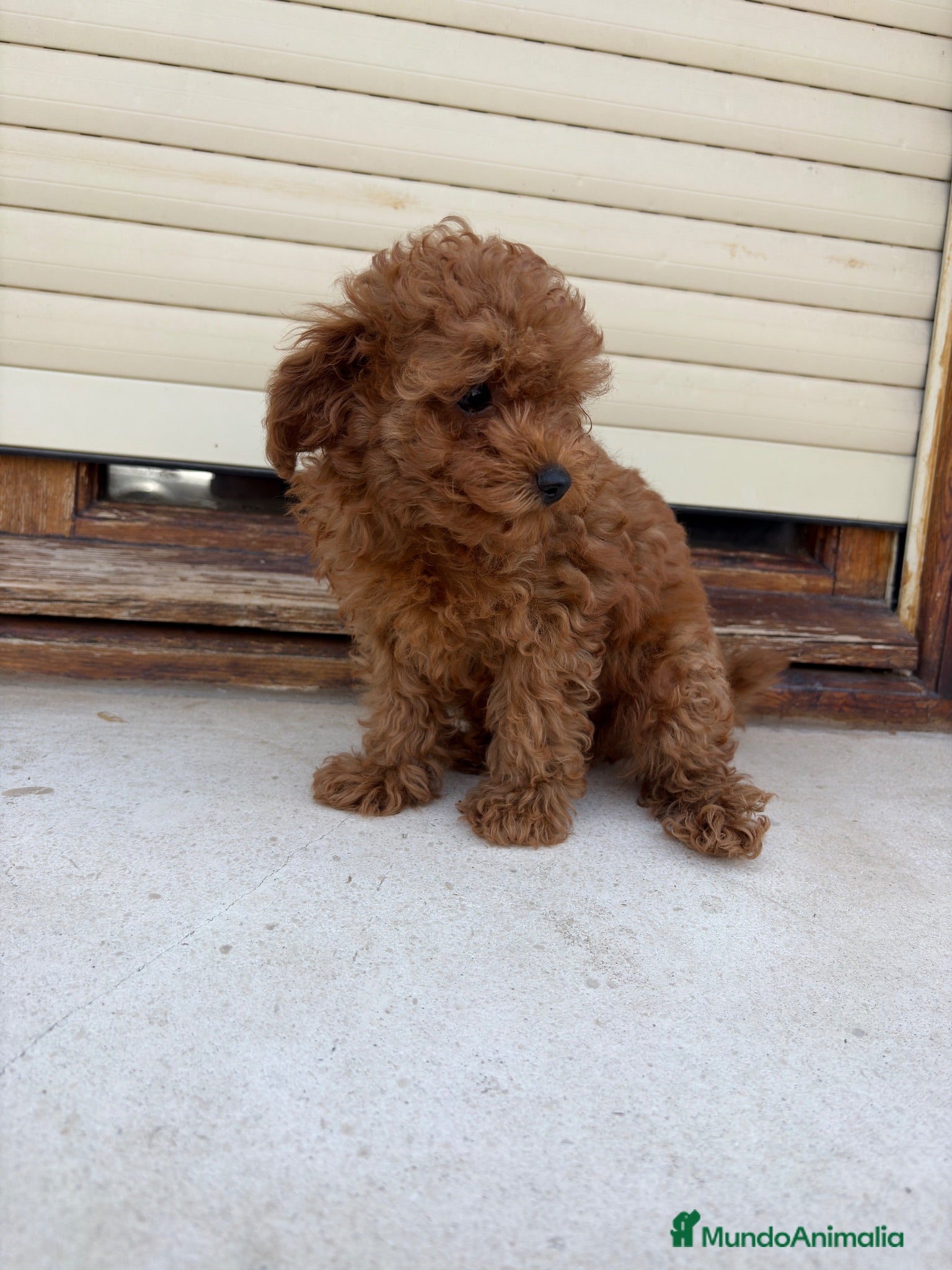 Caniche Toy perros Caniche toy - Anuncio 2