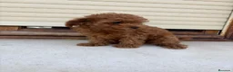 Caniche Toy perros en venta: Caniche toy - Anuncio 2