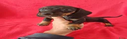 Teckel Miniatura perros en venta: Teckel Mini  - Anuncio 2