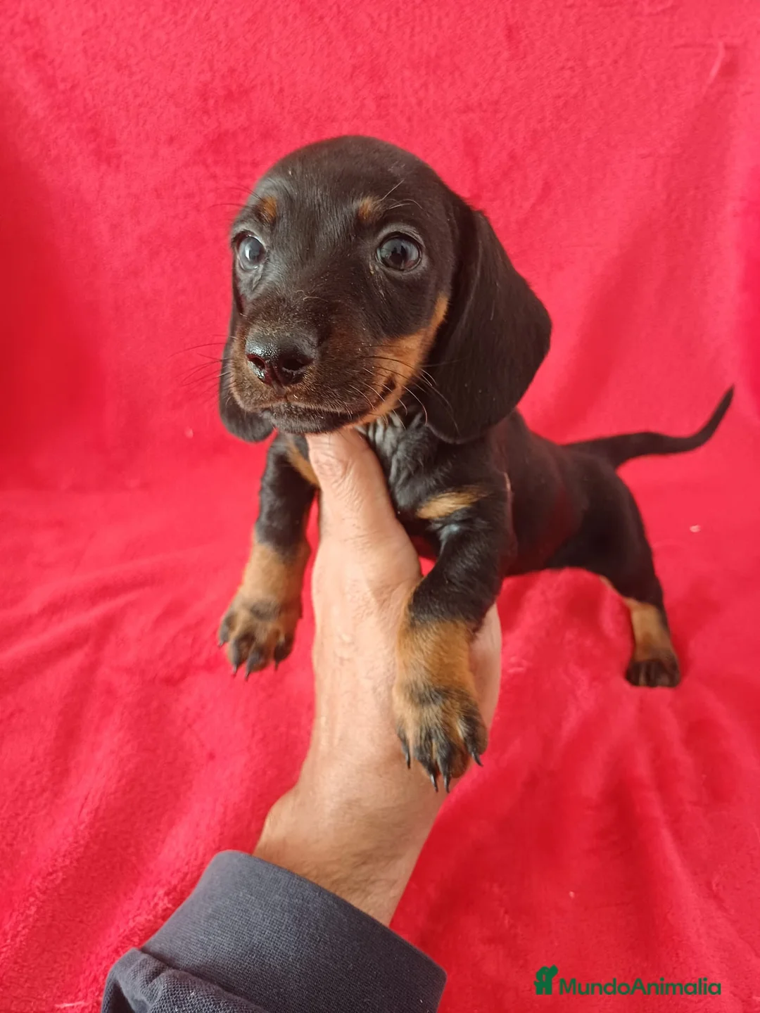 Teckel Miniatura perros en venta: Teckel Mini  - Anuncio 2